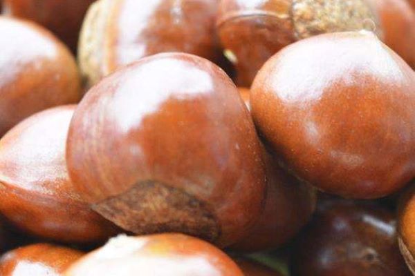 刘二贡栗糖炒板栗